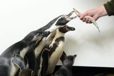 Rīgas ZOO pingvīni apskatāmi vēl tikai šonedēļ