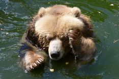 Rīgas Zooloģiskajā dārzā atklās rekonstruēto Lāču aploku