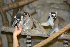 Rīgas zoodārzā ziemas vidū – mazuļu pavasaris /FOTO/