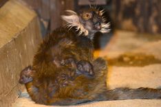 Ziemas naktis zoodārzā vēl līdz 27. janvārim /FOTO/