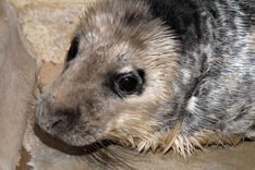 Ko darīt, ja piekrastē sastopies ar ronēnu?