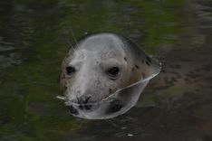 Ronis Villijs atgriežas jūrā