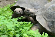 Rīgas ZOO svērs milzu bruņurupučus /VIDEO/