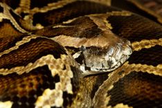 Tropu mēnesis Rīgas ZOO – veltīts čūskām