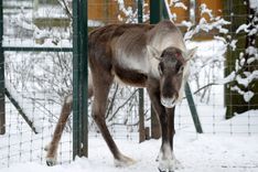 Zoodārza ziemeļbriedis Lācis nometis ragus