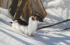 Latvijas mazākais plēsējs ar titulu