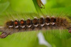 Savairojušās zeltvēdera mūķenes apdraud cilvēku veselību