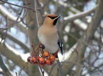 Piedalies fotokonkursā «Mans putns 2013»