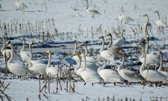 Janvārī skolēnus aicina novērot Latvijā ziemojošos ūdensputnus