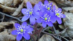 Dabas muzejs pavasara brīvlaikā aicina uz Skudru rītiem