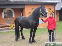Kā zirga gads iesācies Džūkstes zirgaudzētavā «Skudru staļļi» 