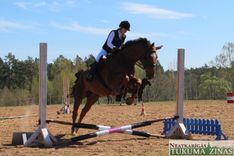 Sēmē aizvadītas treniņsacensības jāšanas sportā /FOTO/