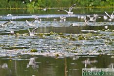 Sācies tiesas process par zivju bojāeju Šlokenbekas Dzirnavu dīķī
