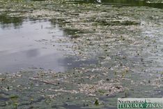 «Tukuma ūdenim» 10 000 eiro sods par Šlokenbekas dzirnavdīķa piesārņošanu