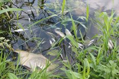 Šlokenbekas Dzirnavu ezers vārījies, nu pārklāts ar beigtām zivīm... /papildināts 17.43/