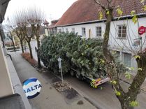 Atceļojusi Ziemassvētku eglīte! /VIDEO/