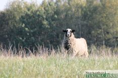 Kurš pazaudējis aitu?