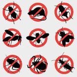 Kā profilaktiski pasargāt savu mājokli vai uzņēmumu no grauzējiem?