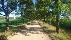 Sakoptas aizsargājamas aleja , tostarp Tukuma pusē