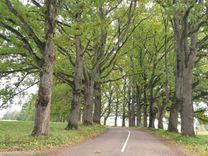 Rūpējoties par Latvijas koku tuneļiem