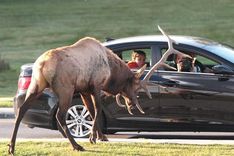 Rekords Latvijā – sadursmē ar dzīvnieku autovadītājam izmaksāts 11 561 lats!