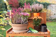 Aizvien vairāk cilvēku atklāj lauku un dārzu pievilcību