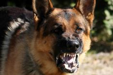 Kad no suņa jābaidās...