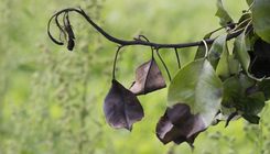 Uzmanību! Bīstama augu slimība