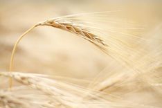 Par laukiem un lauksaimniecību