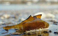 Neveiksmīgs mēģinājums apzagt degvielas uzpildes staciju