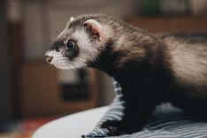 Kaķi un mājas (istabas) seski būs jāapzīmē ar mikroshēmu un jāreģistrē 