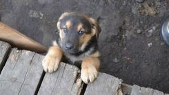 Jaunsātos glābēji atbrīvojuši starp laipu un nolūzušu koku iesprūdušu suni