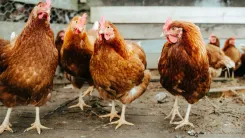 Apstiprināts putnu gripas gadījums. Aicina vēl rūpīgāk ievērot biodrošības prasības