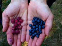 Trūcīgas un maznodrošinātas personas var iesaistīties īslaicīgos sezonas darbos, nezaudējot statusu