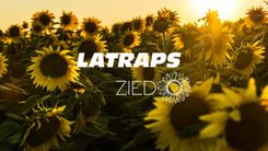 LATRAPS aicina apmeklēt saulespuķu laukus un ziedot Ukrainai