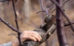 Vai katru koku vērtē arborists?