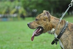 Saimniekam savs suns jāpieskata!