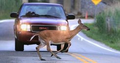 Zem riteņiem pakļūst meža dzīvnieki