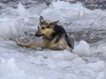 No Abavas izglābj ledū ielūzušu suni