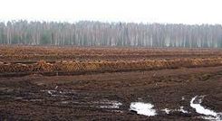 Vai nākotnē spēsim izaudzēt stādus, dārzeņus un meža stādus bez kūdras?