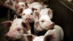 Teņa dienas pārdomas