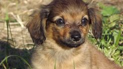 Tukuma Dzīvnieku patversme septembrī