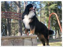 Pazudis Bernes ganu suns Džambo