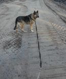 Irlavā meklē pazudušu sunīti