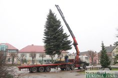 Tukuma galvenā egle – jau Brīvības laukumā