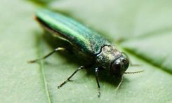 Uzsāk kampaņu, lai mazinātu augu  kaitēkļu izplatību Eiropā