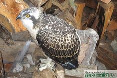 Smārdes pagasta «Medņos» apmeties zivju ērglis