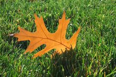 VUGD atgādina: lai pavasarī nedegtu kūla, rudenī jāsakopj savs īpašums!