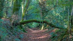 Kandavas novadā izglābti trīs mežā apmaldījušies cilvēki