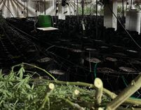 Likumsargi atklāj vērienīgu marihuānas audzētavu. Izņem stādus, naudu un zeltu arī Tukumā